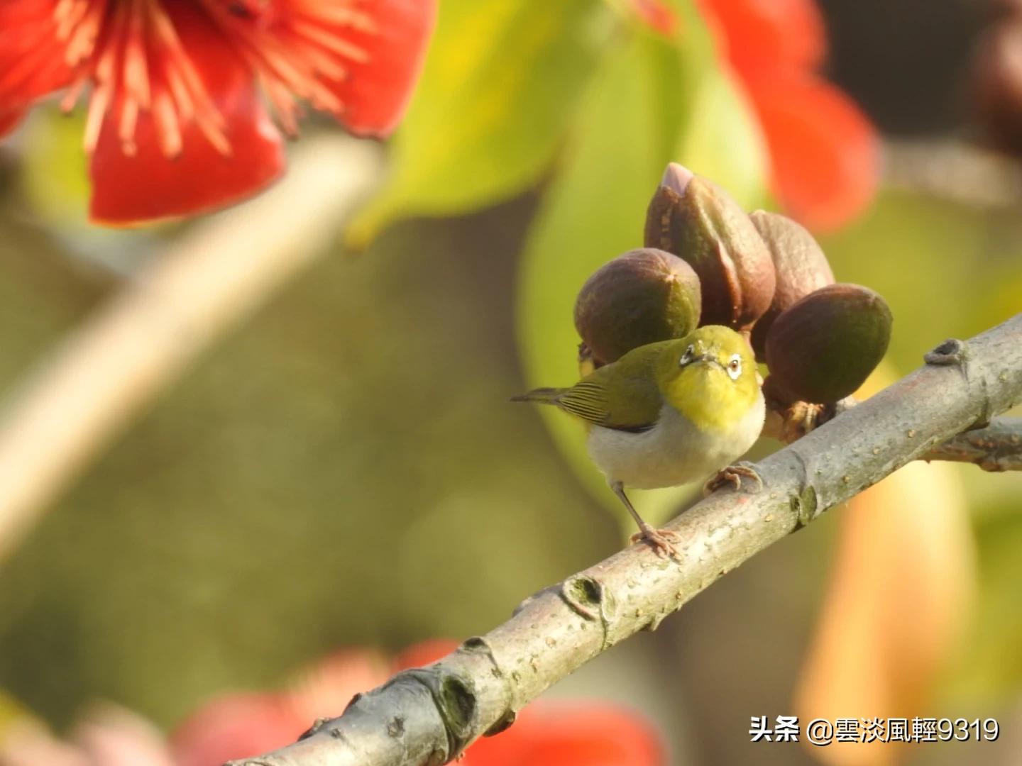 （澳门炮狗是什么）