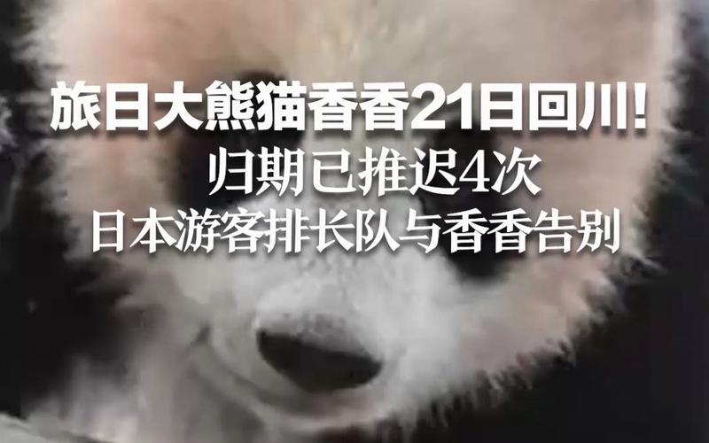 4旅日大熊猫将回国,旅日20年熊猫将回国 视频